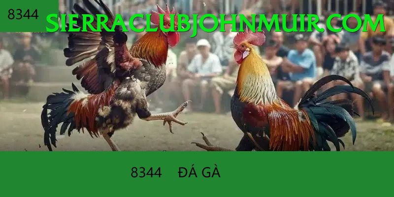 Đá Gà Trực Tiếp - vnd88