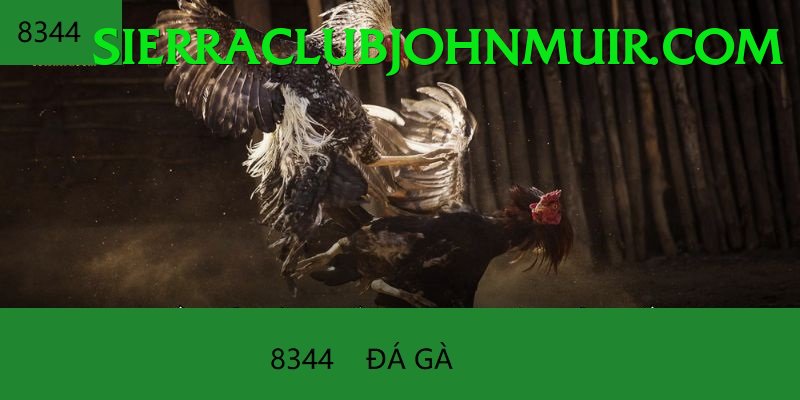 Đá Gà Trực Tiếp - Trải nghiệm tuyệt vời