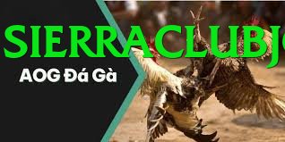 Đá Gà Trực Tiếp - Ưu đãi đặc biệt